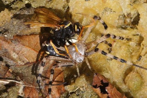 Batozonellus lacerticida